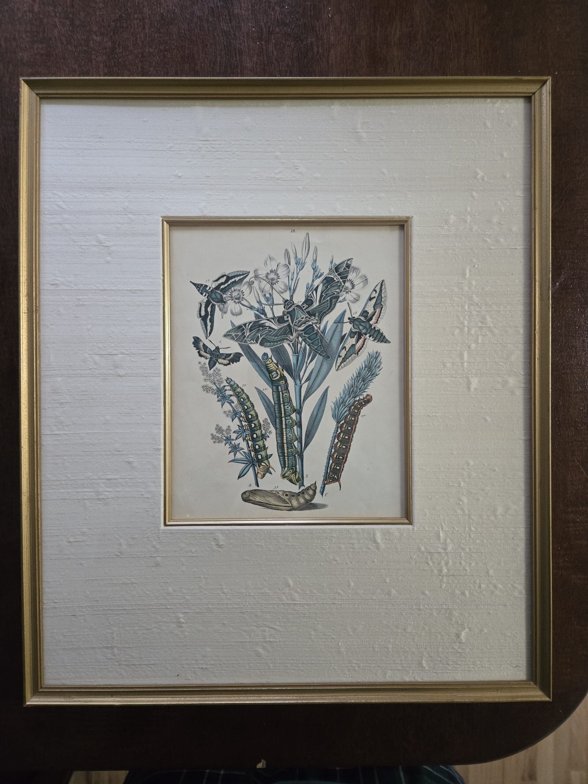A framed original botanical 19th Century Etching.